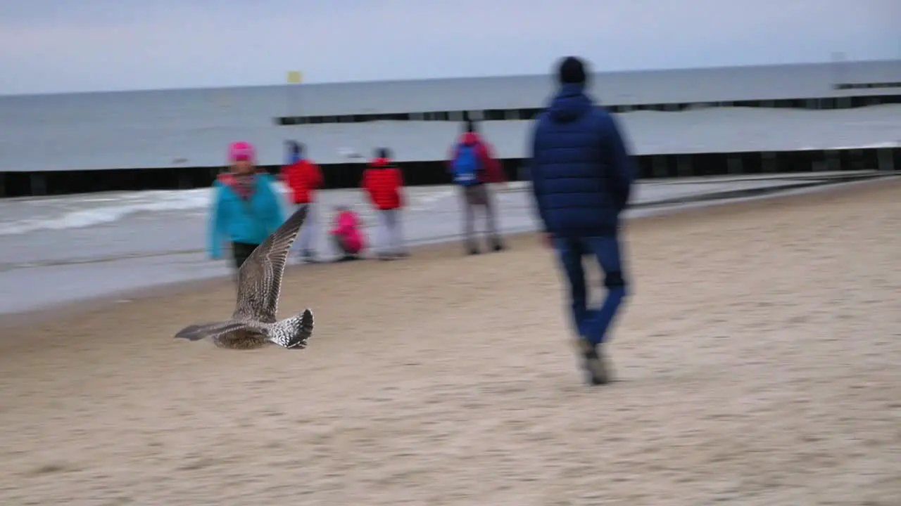 A big seagull takes off from a sandy beach and flies towards the Baltic sea in Kolobrzeg