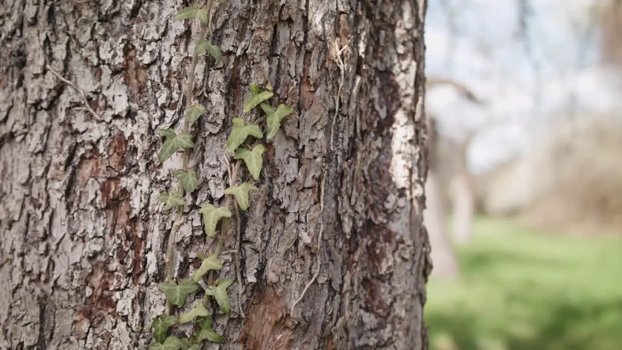 Closeup trucking shot of a tree trunk with ivy growing up the trunk bright blue sky day