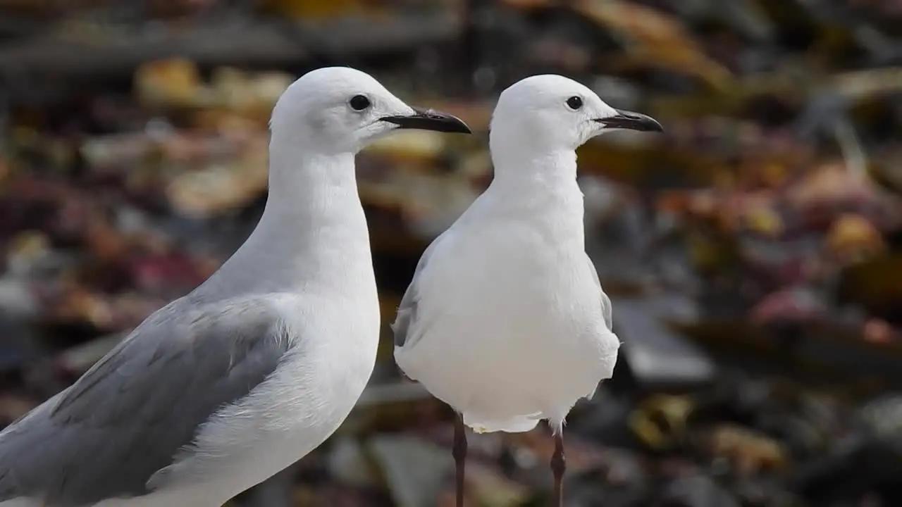 Seagulls feeding on the rocks