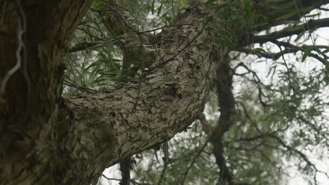 Close-up view of textured tree bark in nature showcasing intricate patterns and natural details