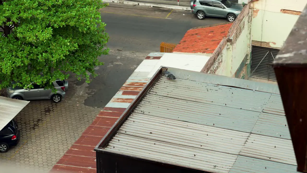 Curious pidgeon on top of a roog watching over people and cars passing by