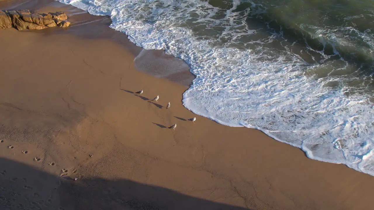 Aerial view of group of five white cormorants on the beach sand watching the sea as rough waves arrive