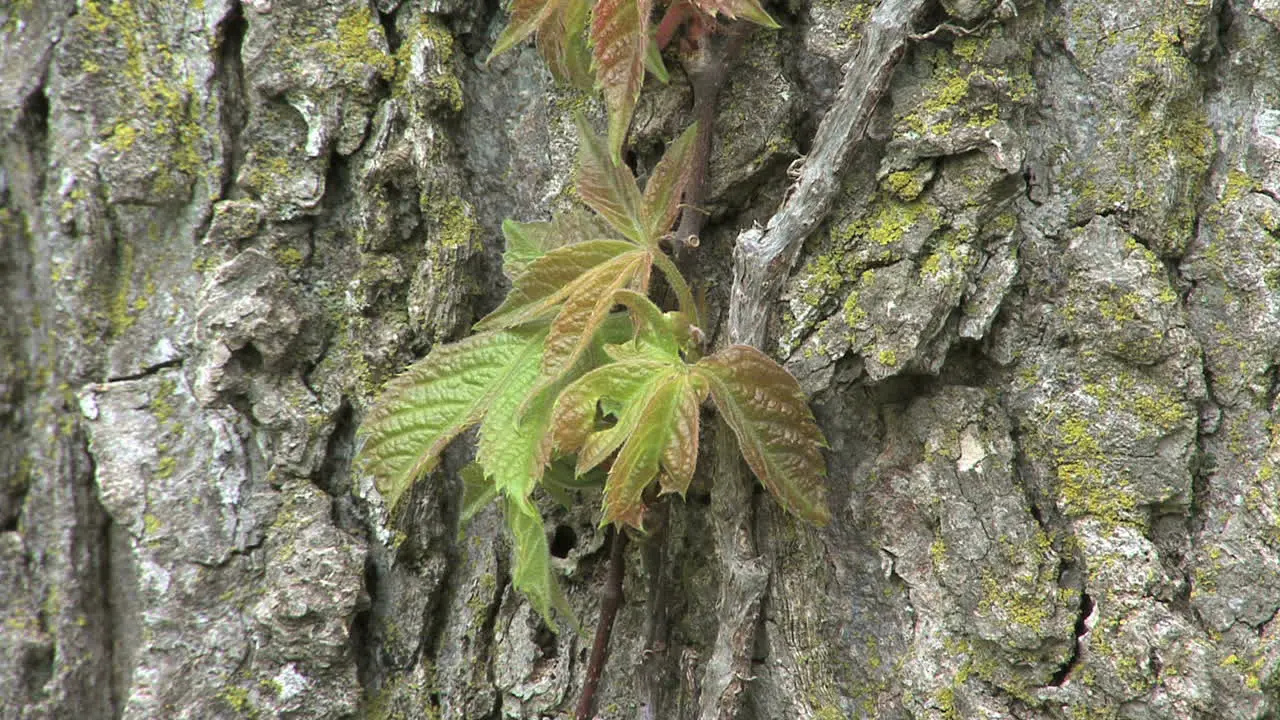 Ivy vine on tree 2