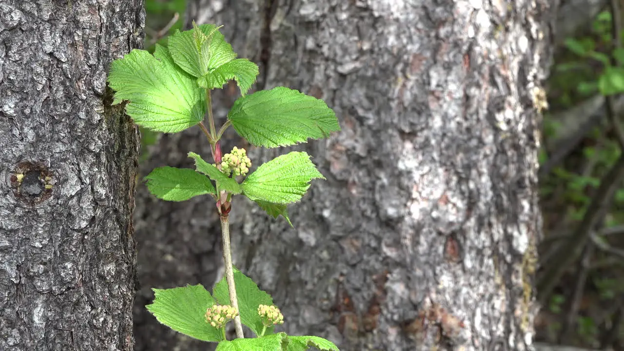 Alaska Young Leaves By Tree Trunks