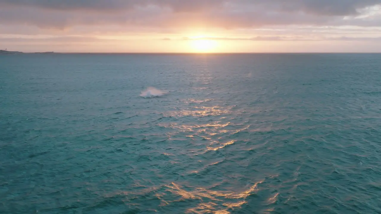 Romantic aerial footage of whale breaching off sea water surface against colourful sunset sky