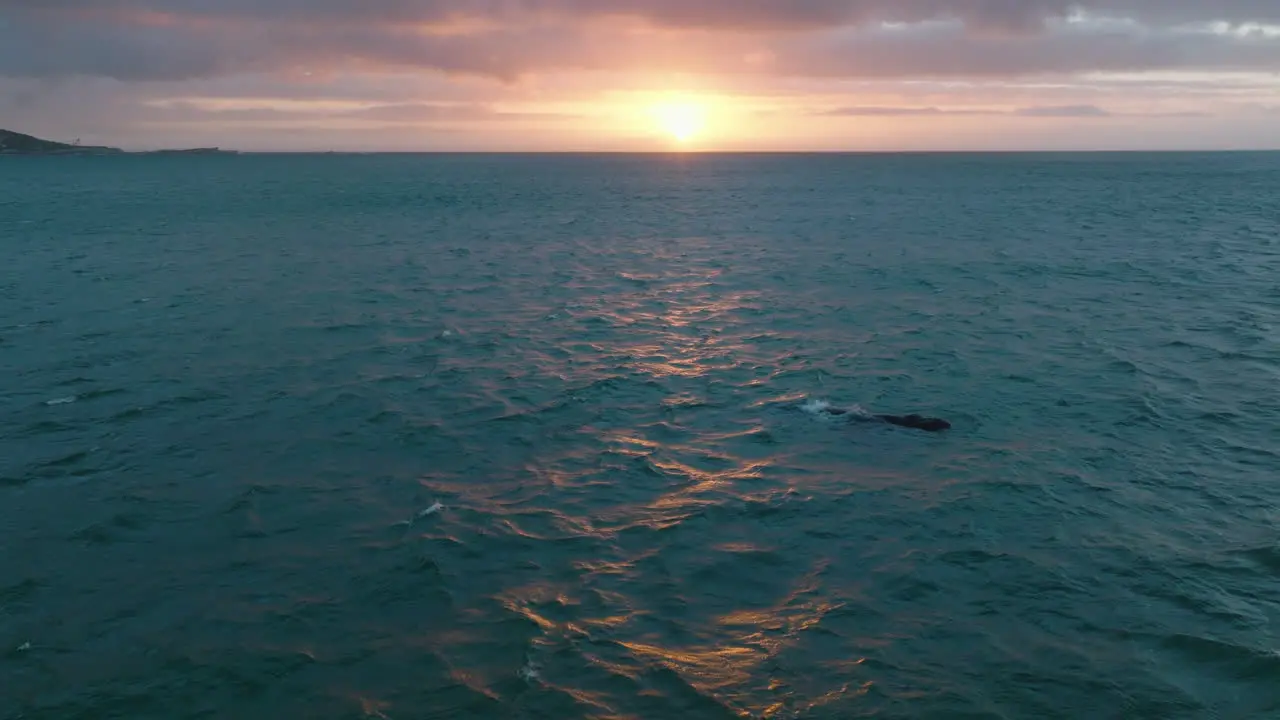 Surfacing and blowing whale against colourful sunset sky Panoramic romantic view of rippled sea at dusk