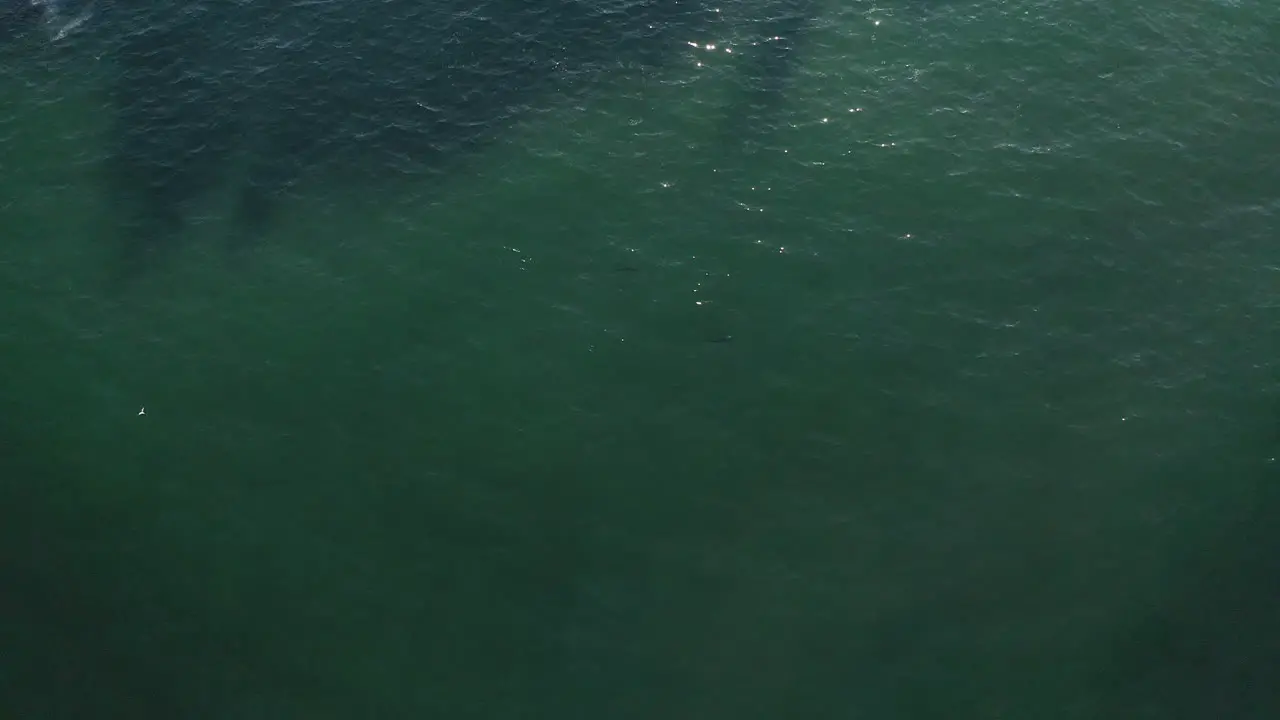 4k Wide drone shot of a lonely dolphin in the blue ocean sea close to the shore of Byron Bay Australia