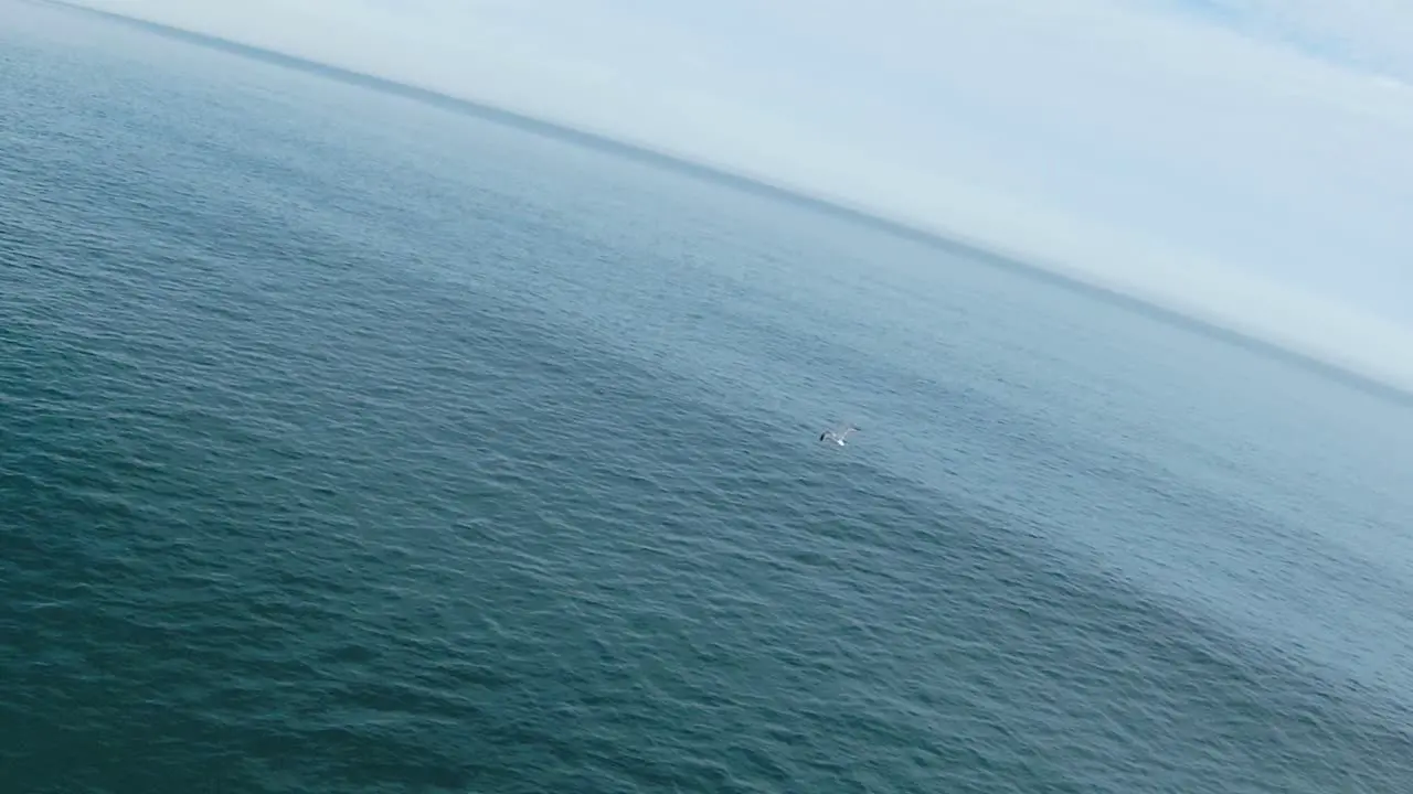 This scenic follow focus video shows sea bird flying across the cascais beach in slow motion