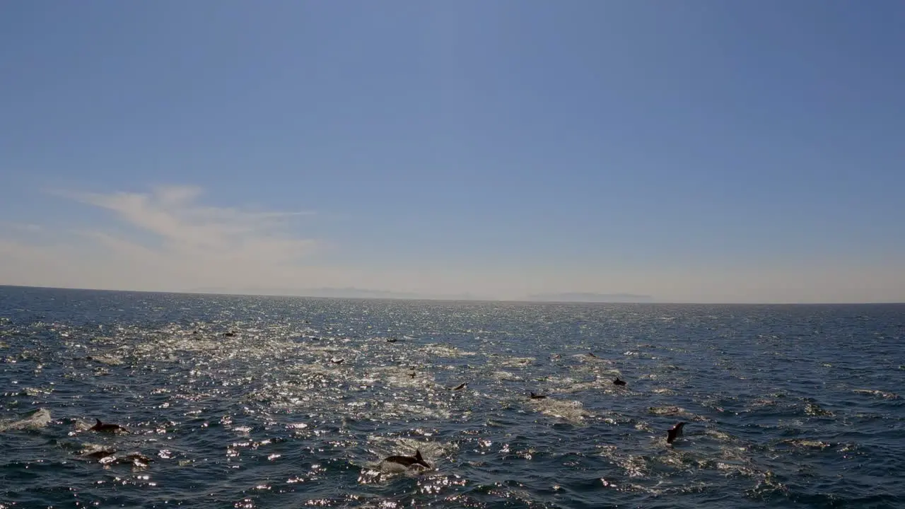 A large pod of dolphins swimming in the open ocean on a tropical summer day slow motion