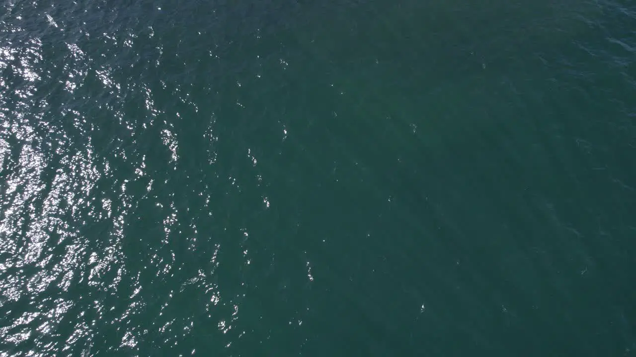 Aerial View Of Sea Turtle Swimming In The Sea At Summer