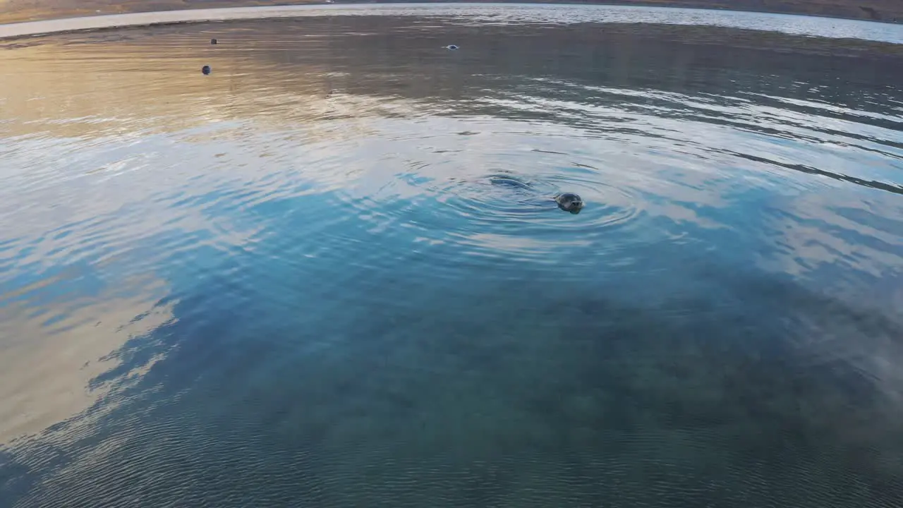 Following a Curious Seal as they swim and splash through calm ocean ripply water drone aerial in Arctic sea Iceland