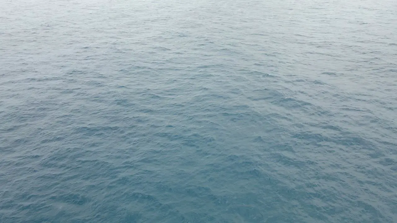 Humpback Whale Launch Then Land On Its Back Causing Splash Of Water In Blue Sea Whale Watching In Gold Coast Australia