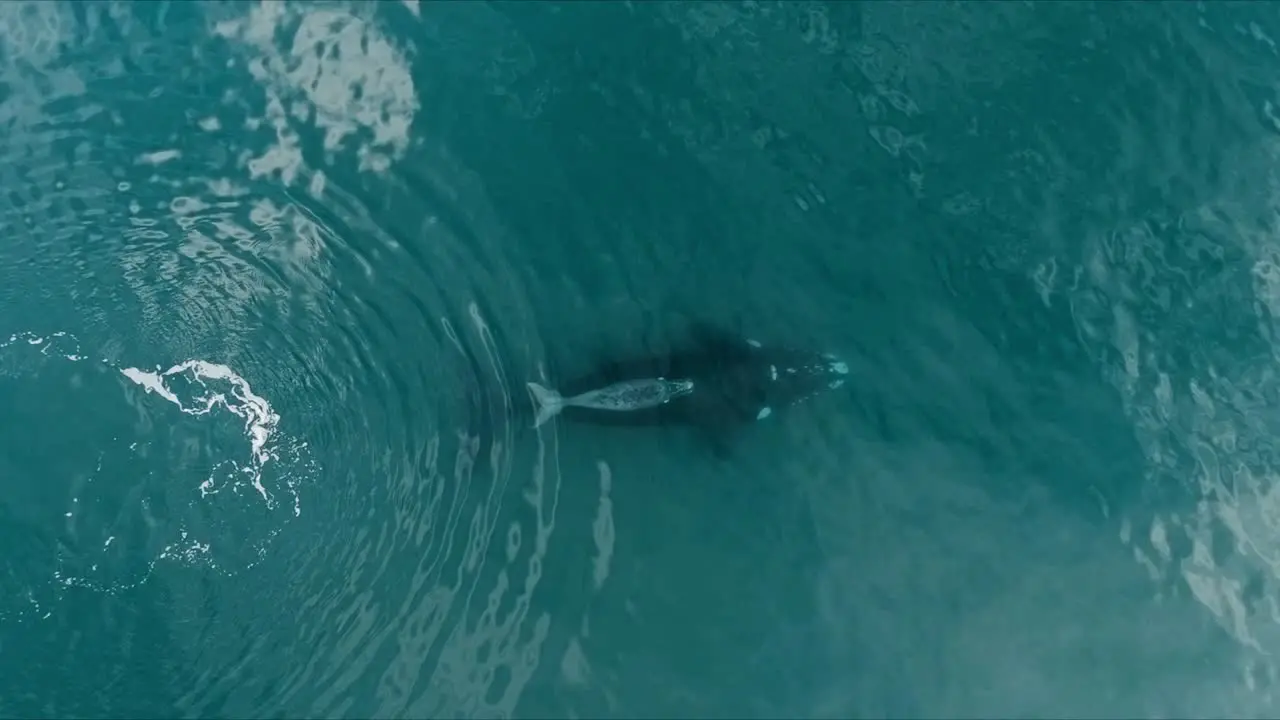 Baby whale above mother´s back in crystal clear waters Aerial birds eye zoom out