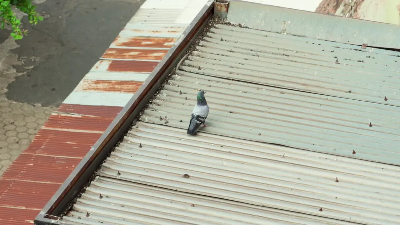 confused pidgeon on a metal roof walking over to fly