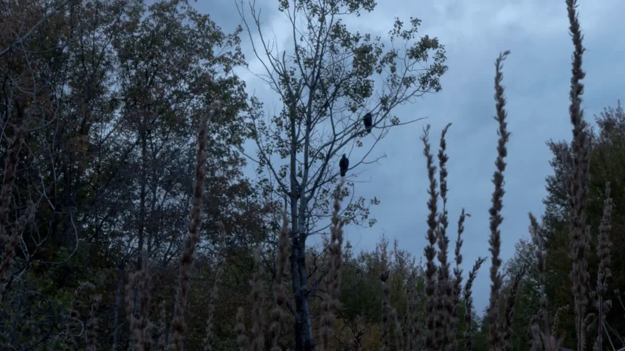 From a low angle the camera looks through tall grass to capture two perched rough legged hawks in a tree