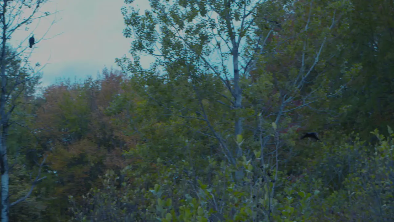 A rough legged hawk takes off from a tree amongst autumn foliage