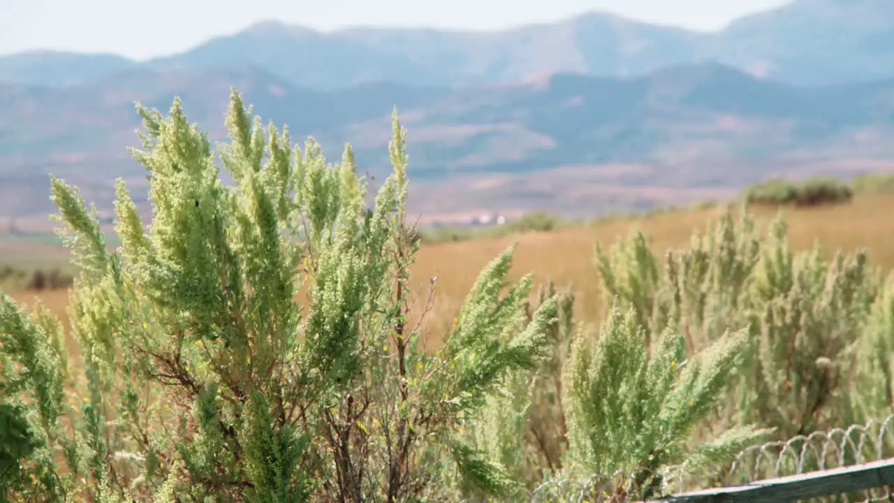 Tall sagebrush growing on a fence in Chesterfield Idaho on a warm sunny day