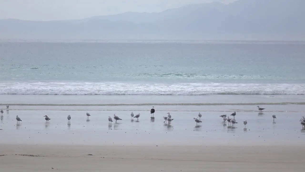 seagulls feeding on beach crabs