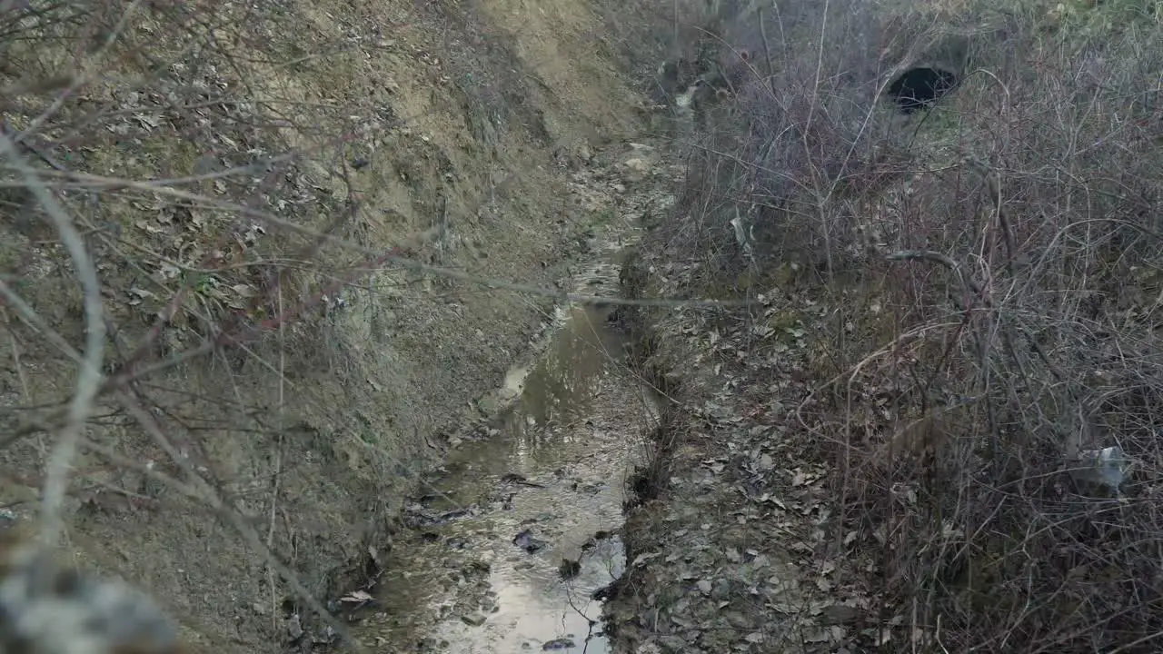 The bed of a stream next to a forest in spring