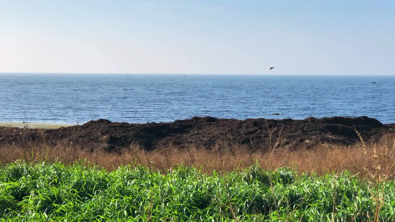 Birds flying around green patch near ocean