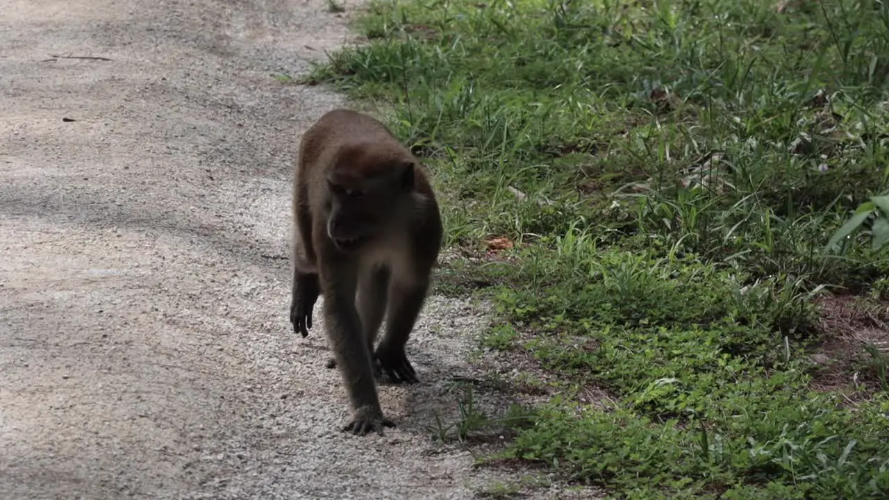 A monkey walking aimlessly on a rough stone road under the sun and shades of the trees