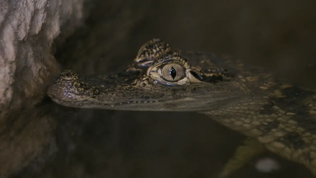 Close up side profile caiman crocodile