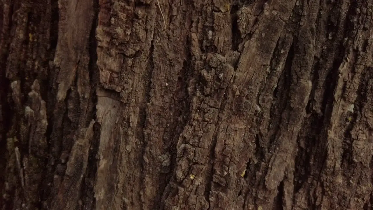 Texture of bark on brown tree trunk Closeup Pedestal Up