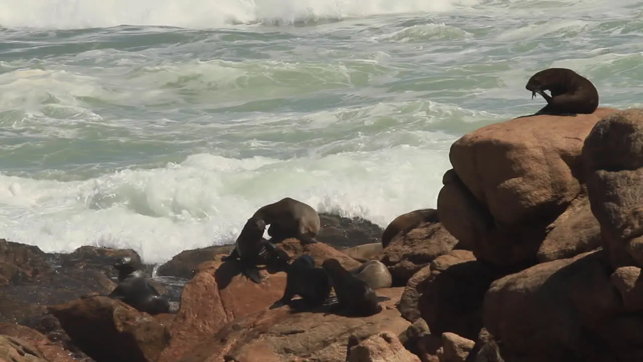 Cape Fur Seals on coast