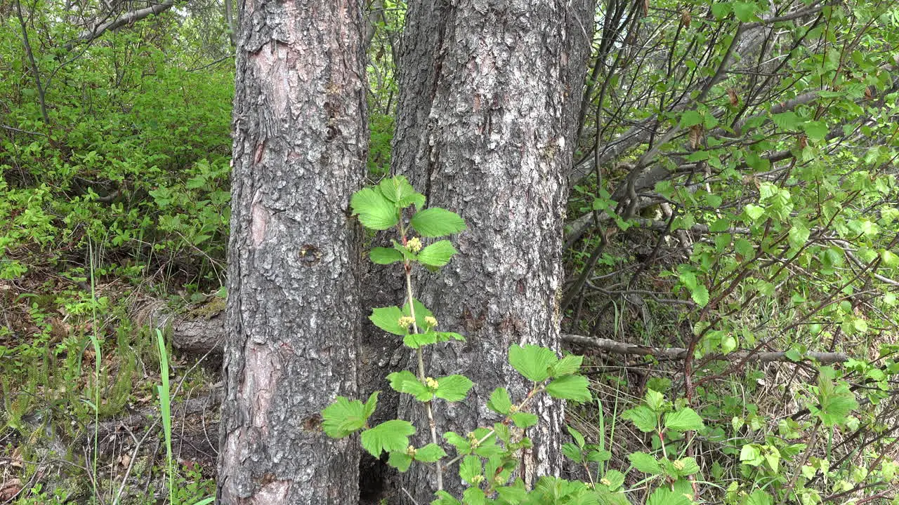 Alaska Tree Trunks