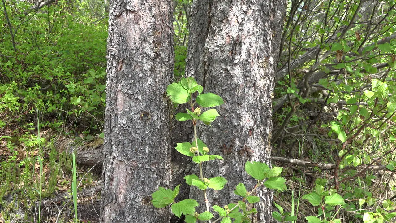 Alaska Zooms On Buds By Tree Trunks