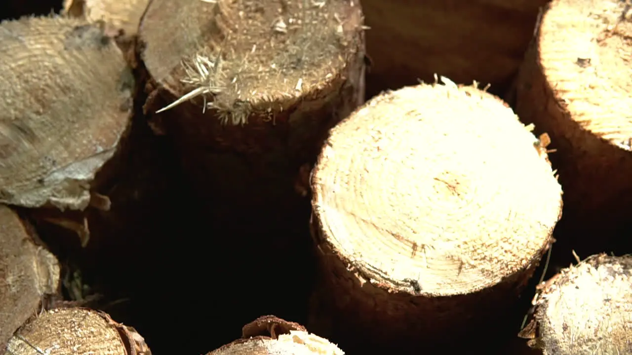 Stack of wood jib down close up of rough cut timber logs in sunlight