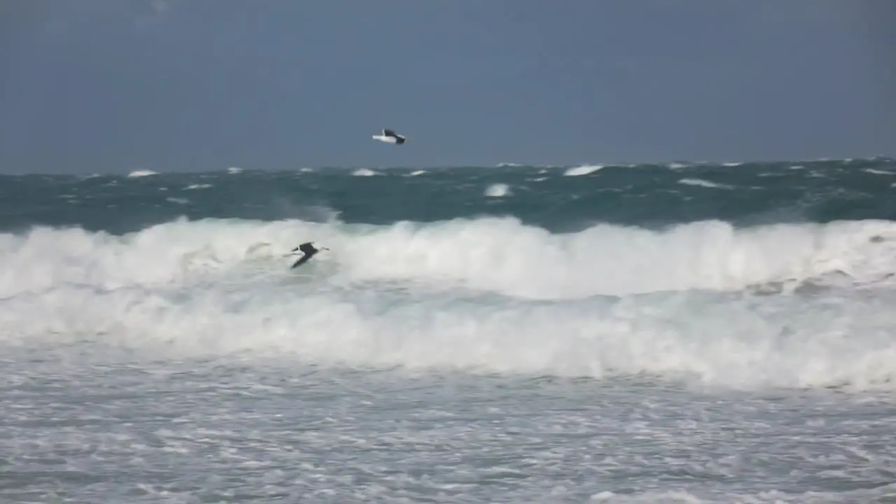 Seagulls flying over waves in bay