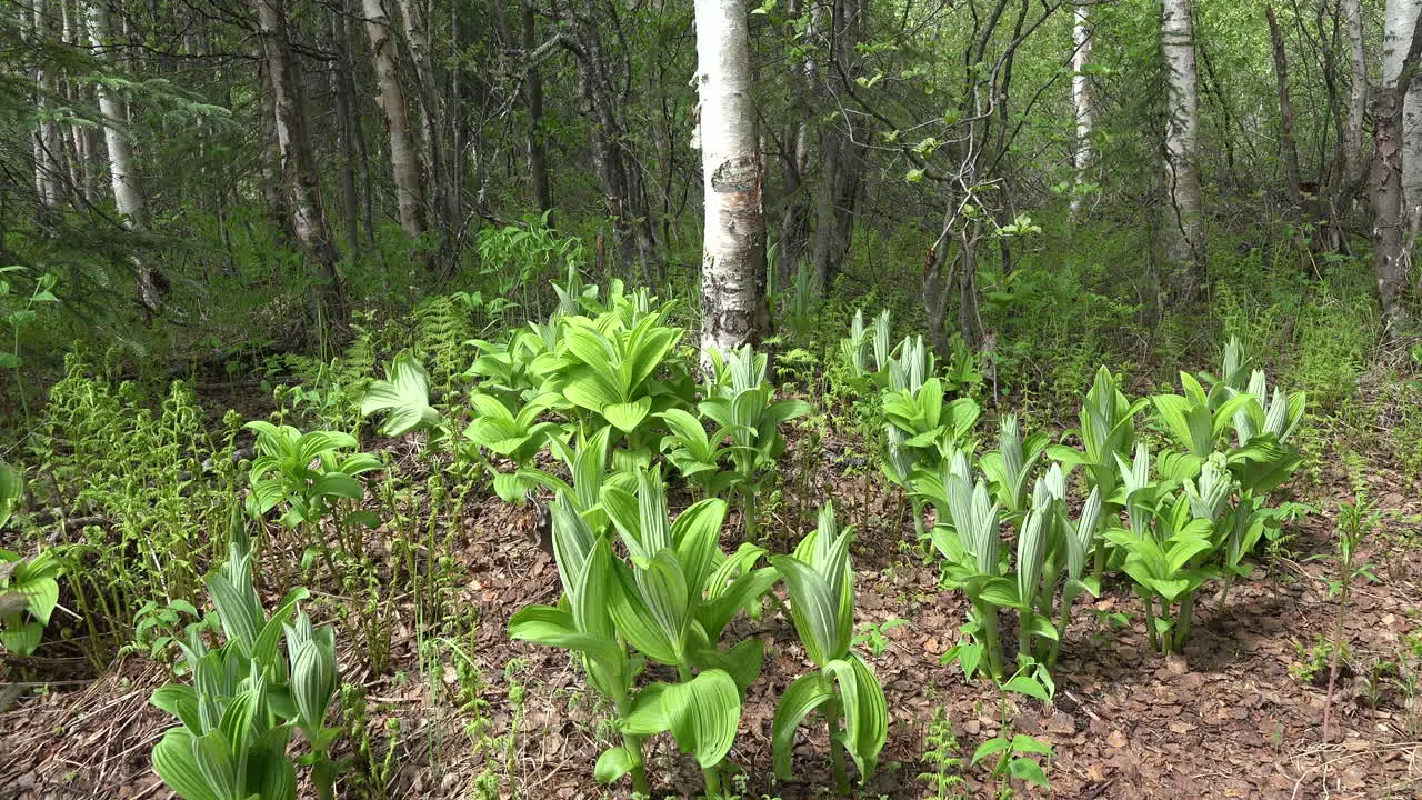 Alaska Zooms On Birch Tree Past Plants