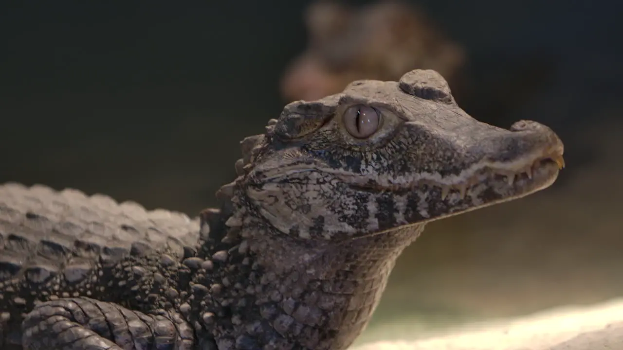 Caiman crocodillian slow motion side profile