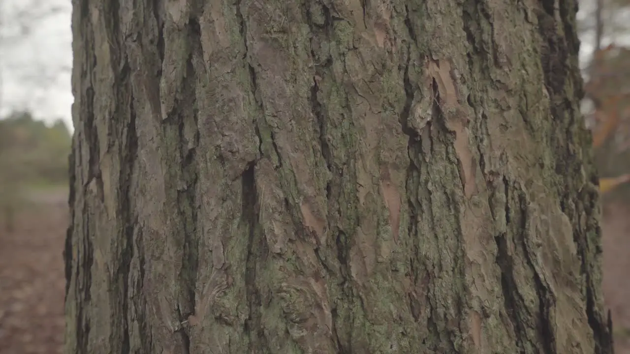 close view of tree bark in a forest in england uk during autumn