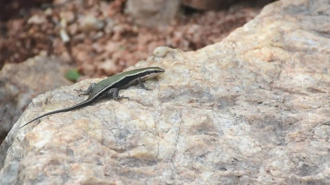 Lizard laying on the granite rock in sunlight and an ant touched the leg suddenly Lizard runaway