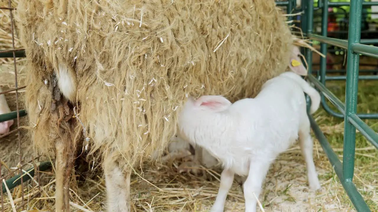 Hungry young white lamb suckles milk from mother ewe sheep in enclosure