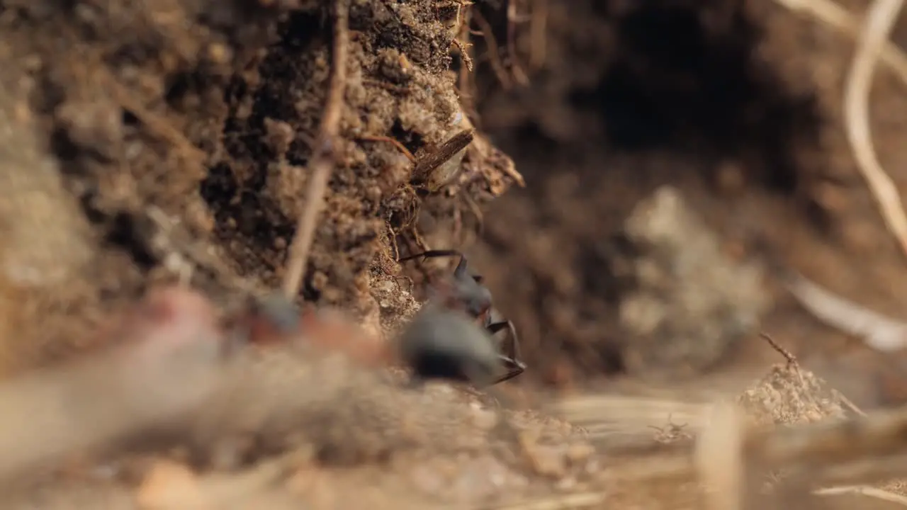 Macro ants insects running moving on ground in summer forest