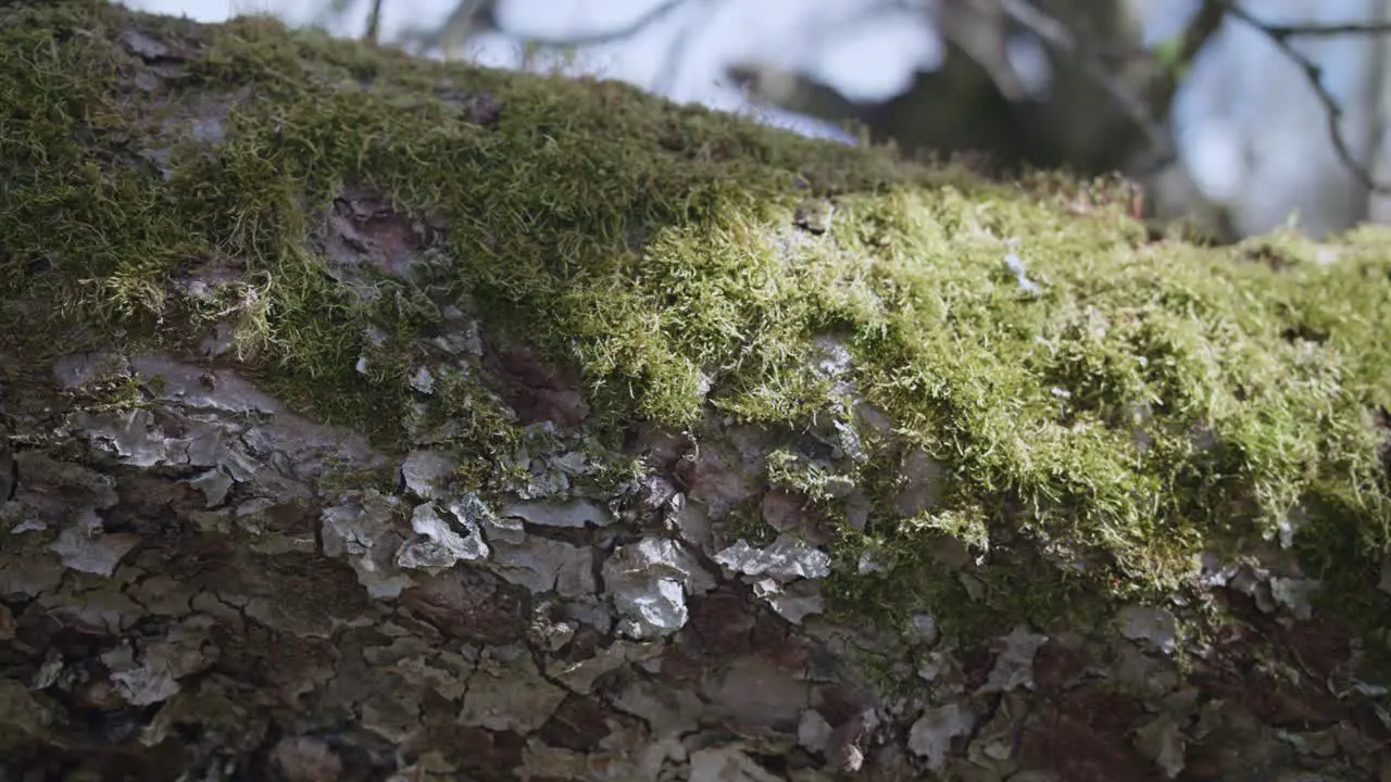 Closeup trucking shot of a large tree branch showing bark and green moss in bright sunny daylight