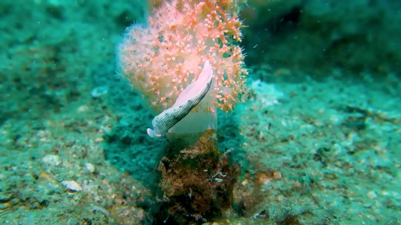 Large White Black Striped Nudibranch Tossed Thrown Off Soft Coral in Sea Current