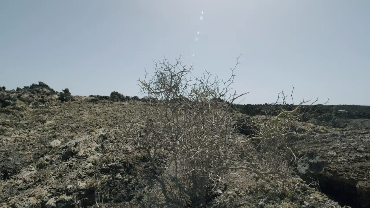 Plant trying to survive in this arid area Lanzarote