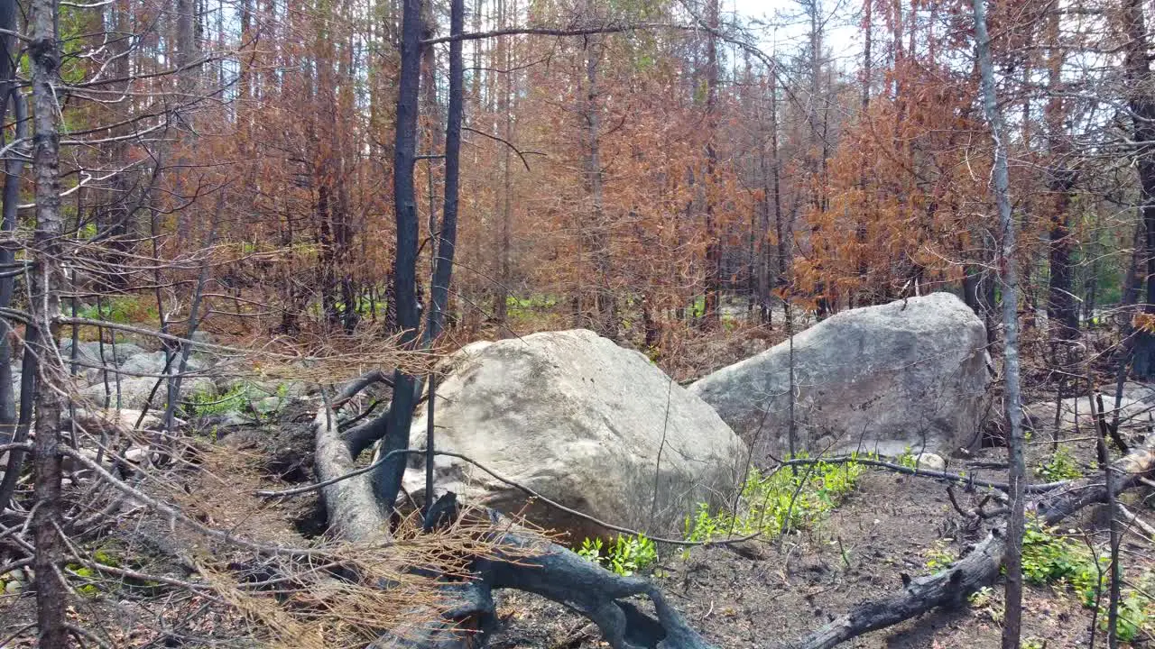 Dollying Towards Two Large Car-Sized Boulders in the Woods