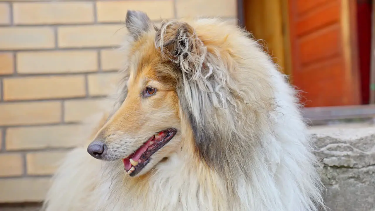 A short clip of a Rough Collie standing in front of a house