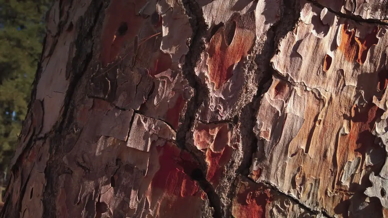 Closeup of Tree Bark with orange red and tan splotches Detail Wraparound