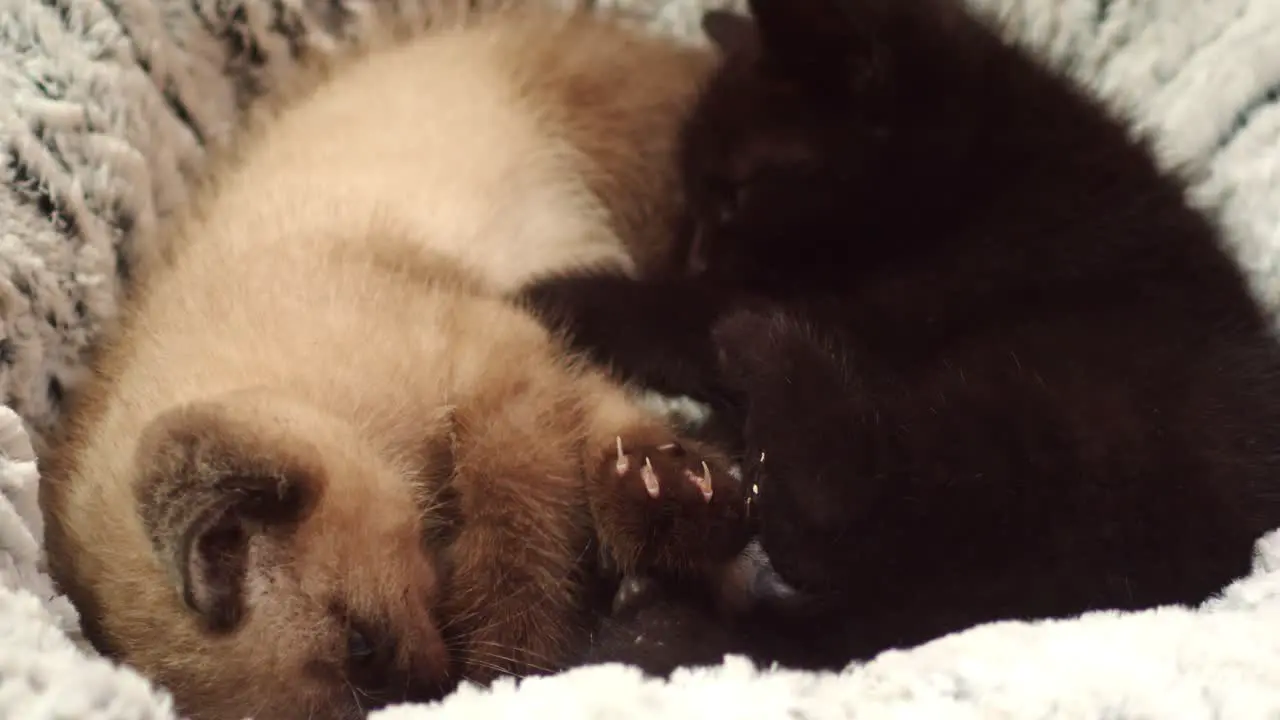 Two kittens with opposite fur coats paw each other playfully in bed 4k