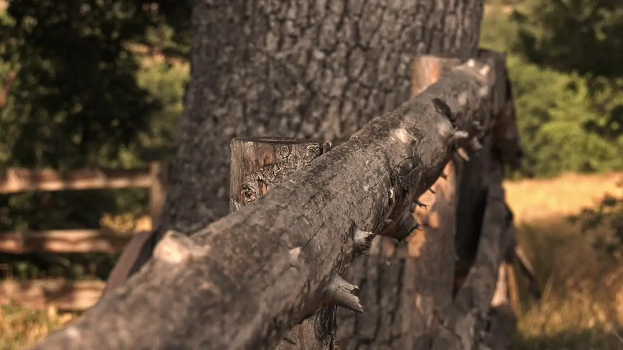 Broken Tree Depth of Field Shot