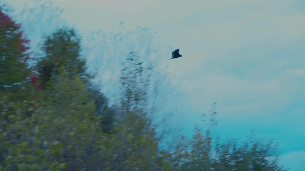 A rough legged hawk takes off from a tree amongst autumn leaves