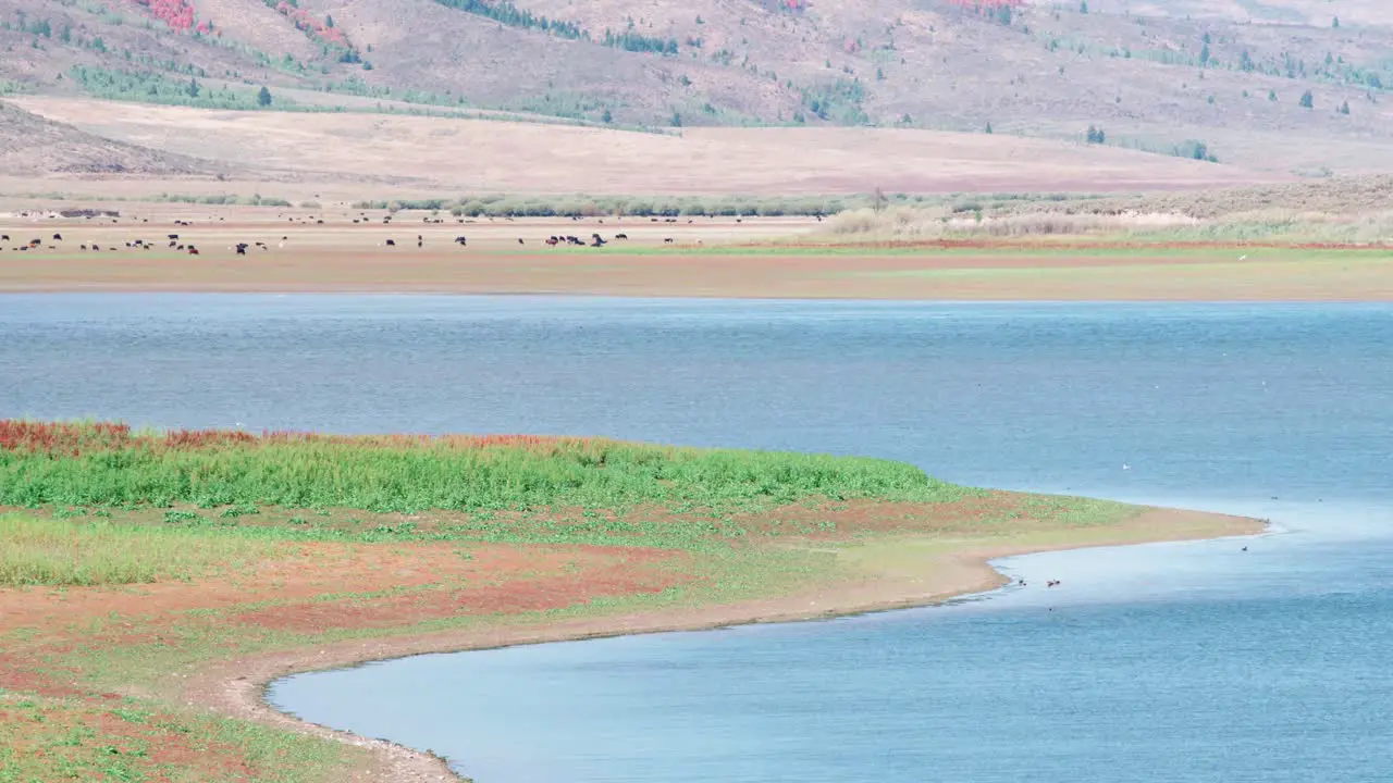 Idaho cows grazing on the Chesterfield Reservoir on a warm sunny day