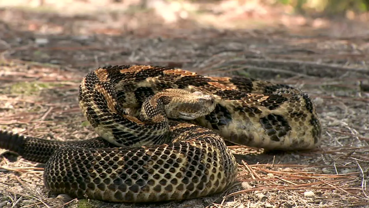 diamondback rattlesnake on the forest floor