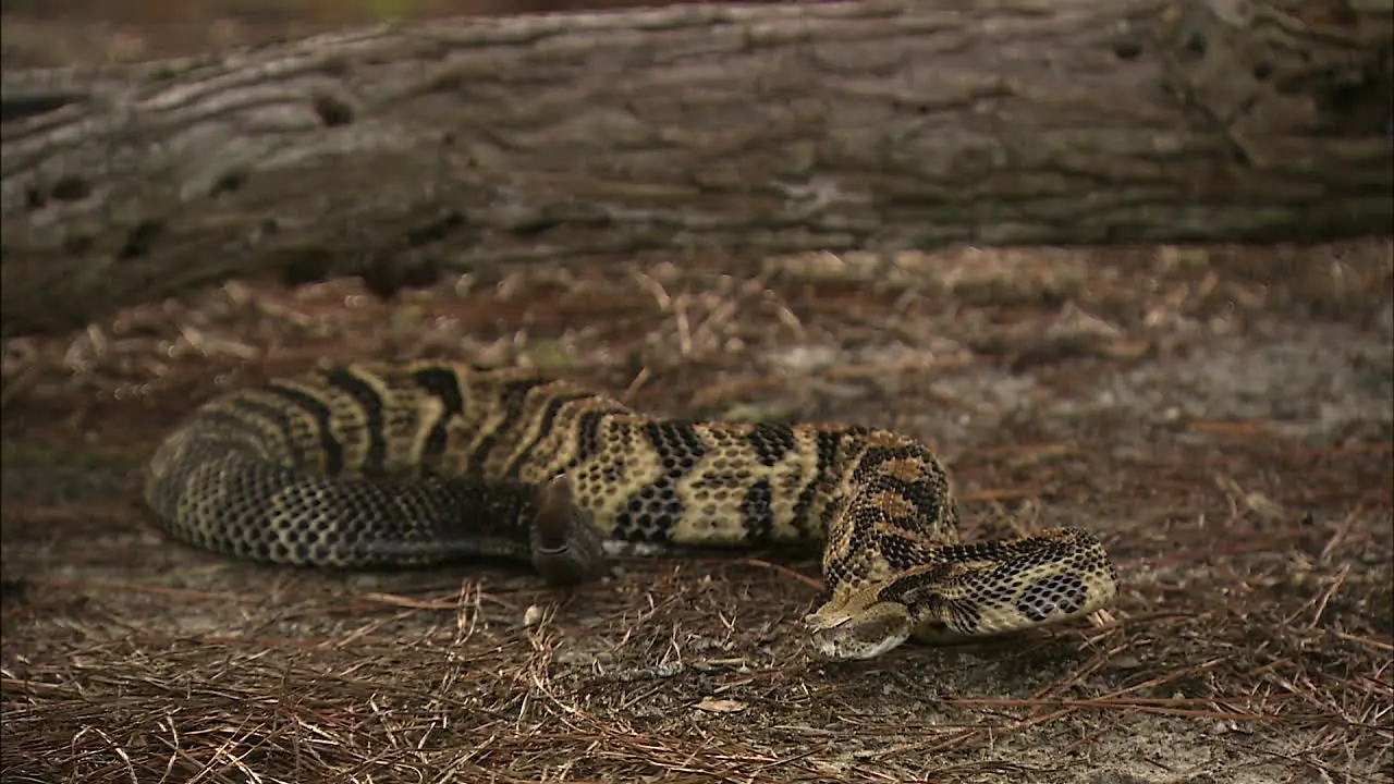 rattle snake ready to strike